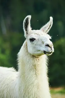 Llama: Llama (Lama glama), portrait, Tirol, Kitzbahel