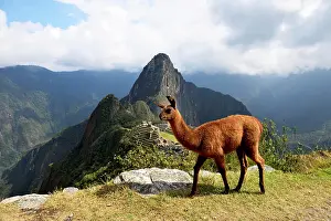 Llamas: Llama (Lama glama) in front of ruined city, Inca