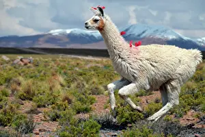 Lamas: Llama (Lama glama) running on the Altiplano, Andes