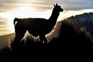Llamas: Llama (Lama glama) as a silhouette against the light
