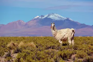 Llama: Llama (Lama glama) in front of snow-capped Andes