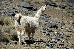 Llamas: Llama (Lama glama) standing in the Andean Highlands