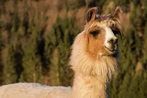 300517: Llama (Lama glama), Vorderstoder, Upper Austria
