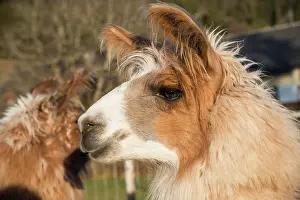 Llama: Llama (Lama glama), Vorderstoder, Upper Austria