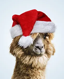 Llamas: Llama (Lama glama), wearing Christmas hat