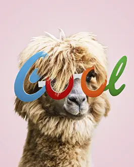 Llamas: Llama (Lama glama) wearing Cool glasses