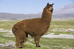 Alpaca: Llama Lauca National Park Chile