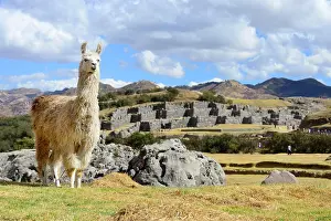 Inca: Llama (Llama glama) in front of the fortress walls