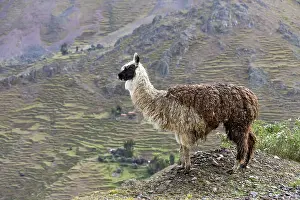 Glama: Llama (Llama glama) in front of mountain, near Cusco