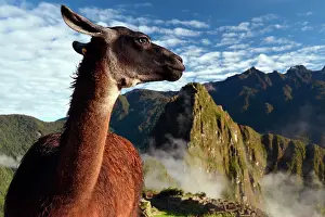 Llama: Llama (Llama glama) at the ruins of Machu Picchu