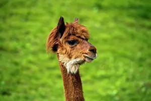Llamas: Llama (Llama glama), young animal, portrait, Switzerland