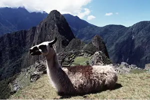 Llama: LLAMA - lying down