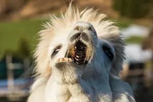 Opened: Llama, with its mouth open sideways, Vorderstoder