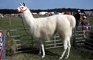 Ardea London: LLAMA - at show in pen