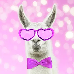 Llama: Llama with pink heart shaped glasses and bow tie