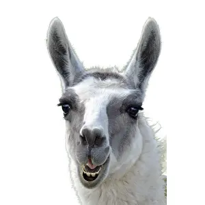 Llamas: Llama portrait Llama portrait