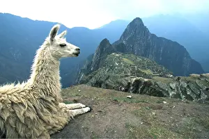 Llama: LLAMA - resting, temple in background