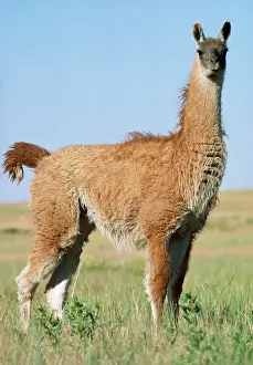 Glama: LLAMA - side view