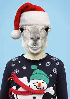 Anthropomorphic: Llama - wearing Christmas hat and Christmas jumper