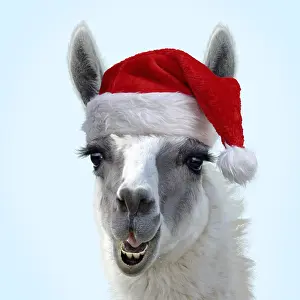 040718: Llama wearing Christmas hat. Digital manipulation