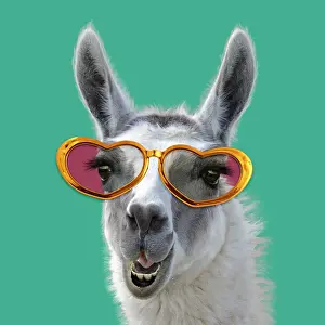 040718: Llama wearing heart shaped glasses. Digital manipulation