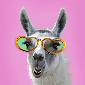 040718: Llama wearing heart shaped glasses. Digital manipulation