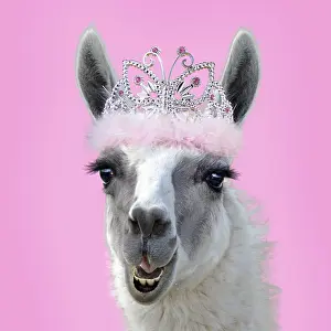 Llamas: Llama wearing pink Tiara