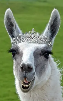 Captionabls: Llama wearing Tiara crown