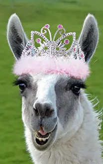 Captionabls: Llama wearing tiara crown
