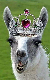 Llamas: Llama wearing Tiara crown