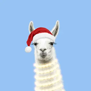 Llamas: Llama with with Christmas hat and lights