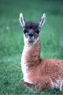 Llama: LLAMA - young, close-up