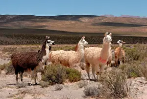 Llamas: Llamas, Andean high plain, San Antonio de los Cobres