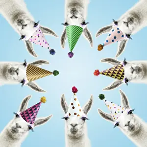 Llamas: Llamas with big eye lashes wearing party hats