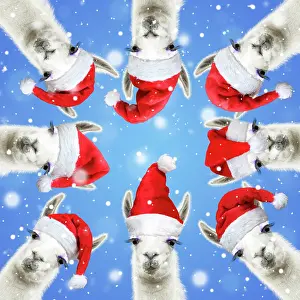 Falling: Llamas with big eye lashes wearing red Santa Christmas
