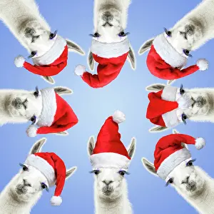Llama: Llamas with big eye lashes wearing red Santa Christmas