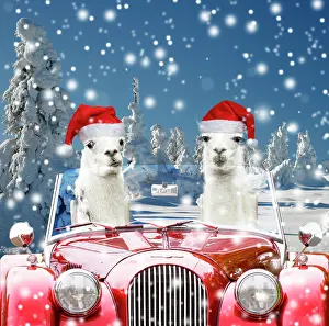 Llama: Llamas, driving red car in snow wearing Christmas hats