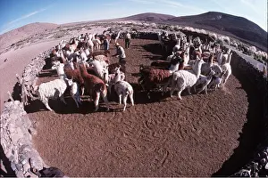 Llama: LLAMAS - fisheye lens