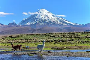 Llama: Llamas (lama glama) at river in front of volcano