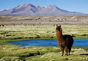 Glama: Llama