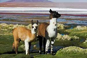 Llamas: Llama