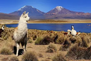 Llama: Llamas (Llama) and a lagoon in front of Parinacotta