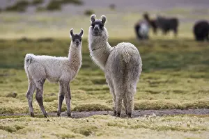 Llamas: Llamas on meadow on the Altiplano in northern Chile
