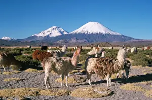 Volcanos: Llamas - with Parinacota Volcano in the bckground