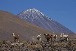 Guanicoe: Llamas - Volcano in the background Atacama - Chile