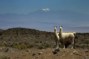 Guanicoe: Llamas - Volcano in the background Atacama - Chile
