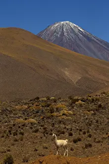 Guanicoe: Llamas - Volcano in the background Atacama - Chile