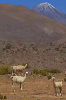 Guanicoe: Llamas - Volcano in the background Atacama - Chile