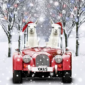 Driving: Llamas wearing Christmas hats driving car through