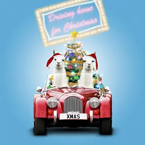 Llamas: Llamas wearing Christmas hats driving home for